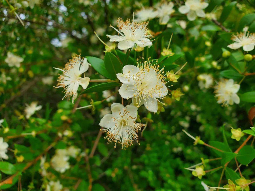 香桃木( myrtus communis ),常绿灌木或小乔木,香桃木在盛花期繁花满