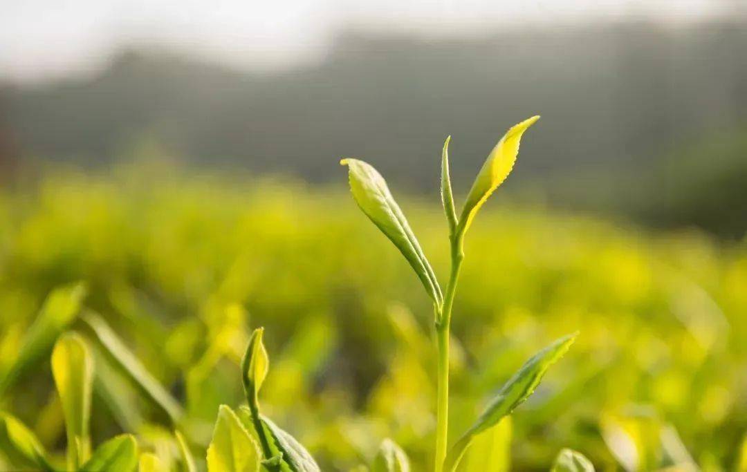 宋时故珍蒙山茶