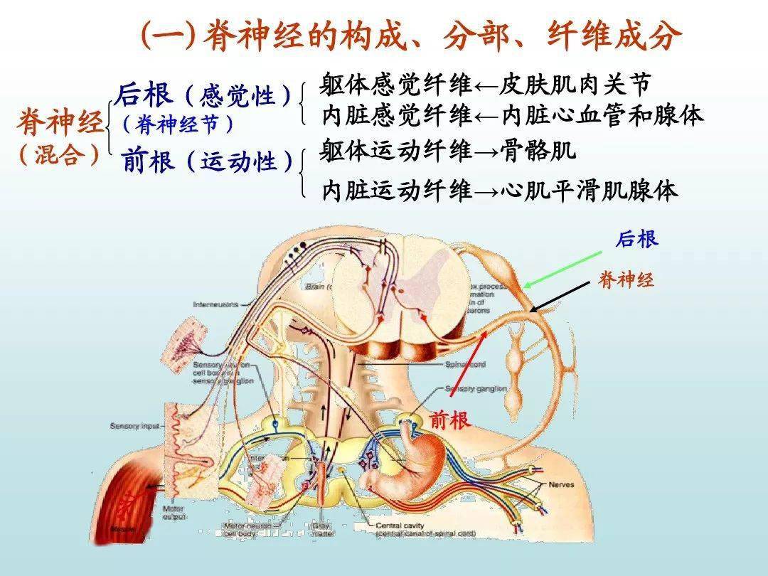 周围神经系统ppt下载吧