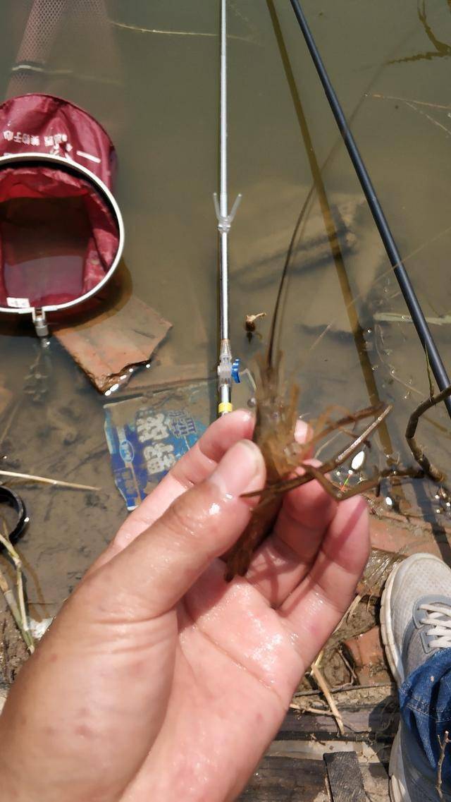 中間釣了個白條深喉,不好摘鉤,只好把魚嘴撕了……阿彌陀佛原諒我吧!