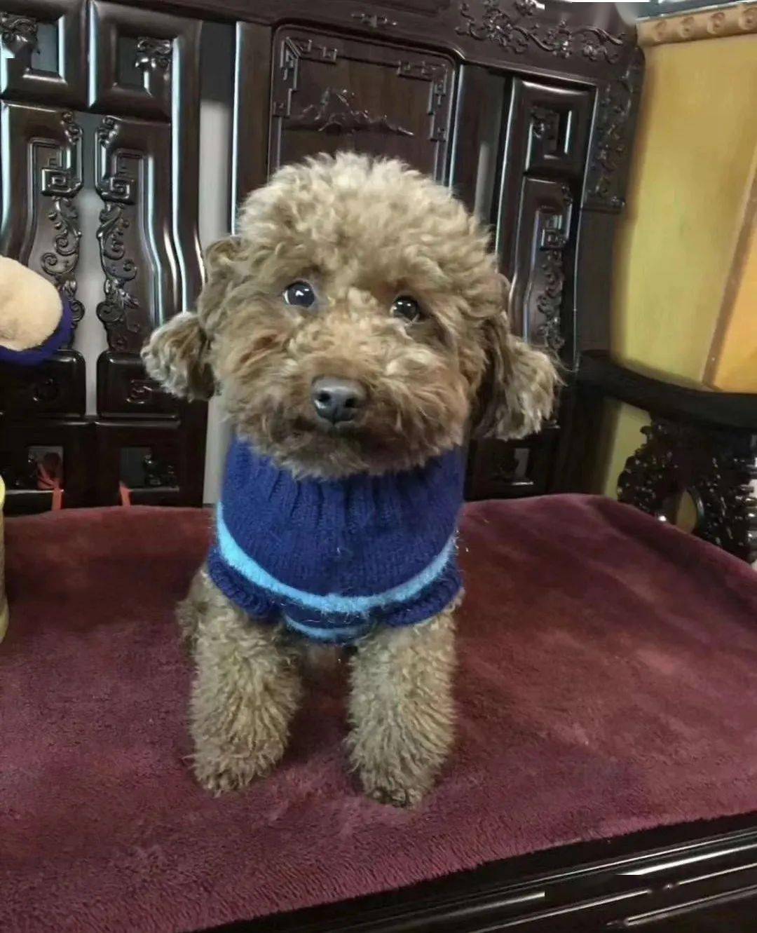 狮子狗天赋|6.20最强双排套路，单独组合使用简直逆天