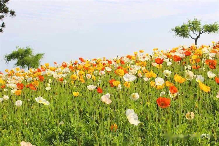 6月26日(假期)董家溝植物園 一方天鵝湖 大櫻桃採摘休閒美拍1日遊