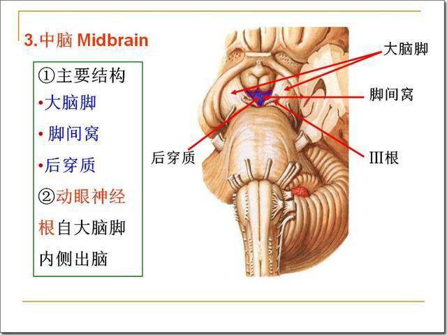 傳遞 中縫核群中的5-羥色胺能神經元,發出上行投射纖維到達大腦皮質