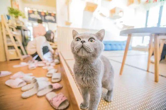 猫奴为什么都喜欢养英短蓝猫?了解这"4个特点,可算知道了