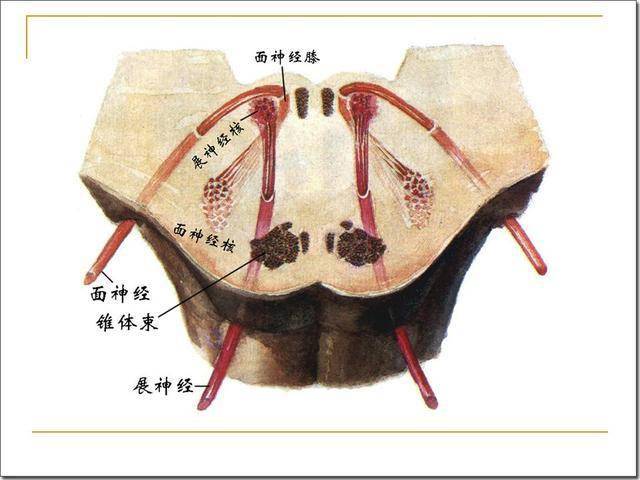 脑干解剖及损害分析_延髓