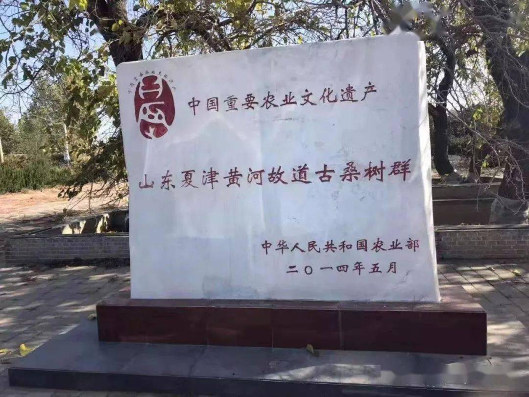 夏津黄河故道古桑树群