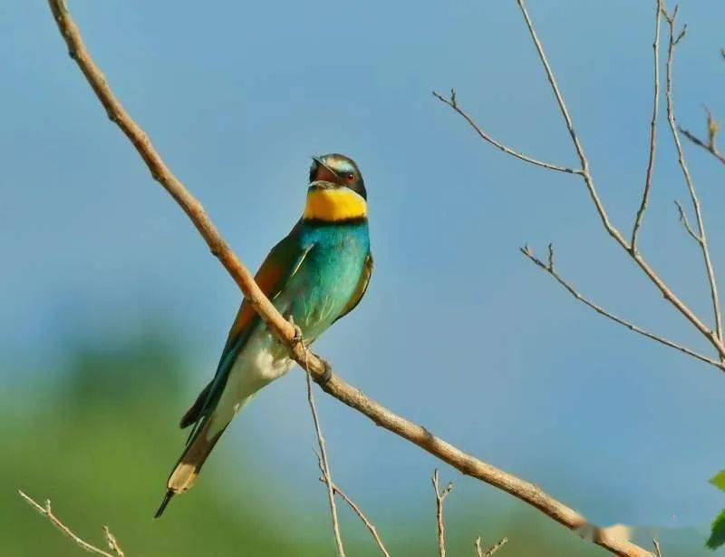 視頻鳥類欣賞黃喉蜂虎鳥