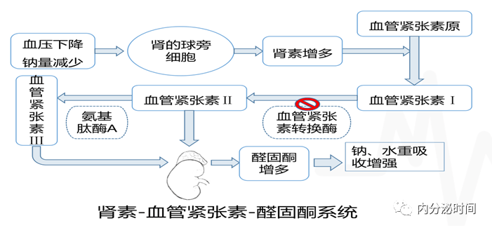 原發性醛固酮增多症「四步曲」,看這篇就夠了!