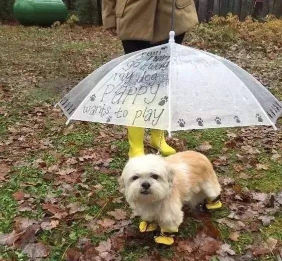 下雨天遛狗,主人很累,狗子很忧郁