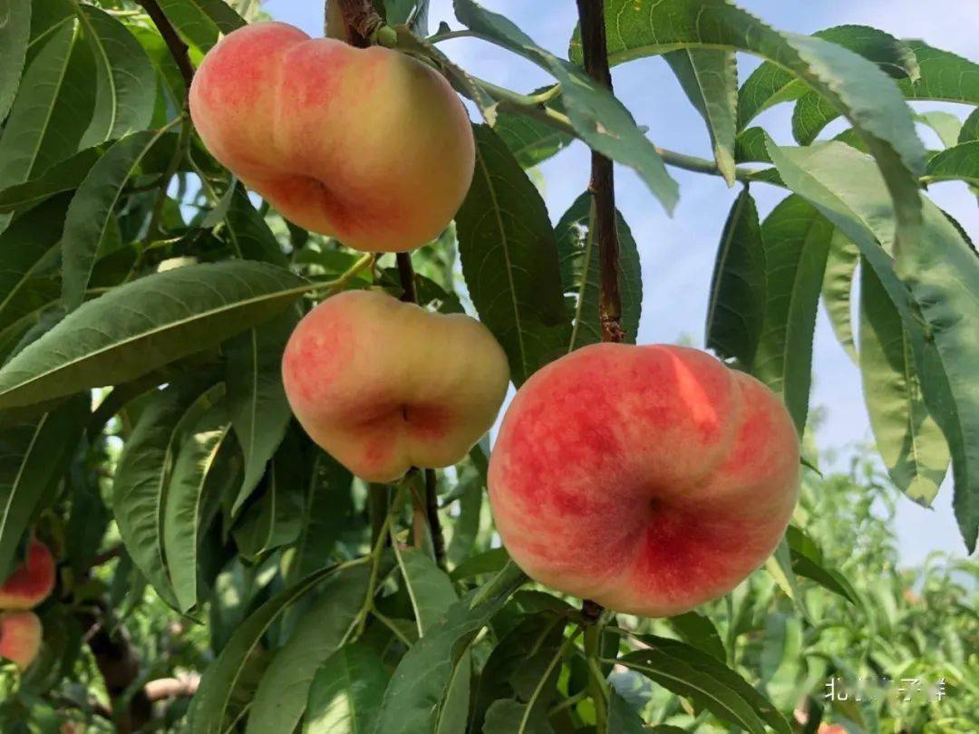 新桃现摘平谷蟠桃3斤装399元抢北京市包邮