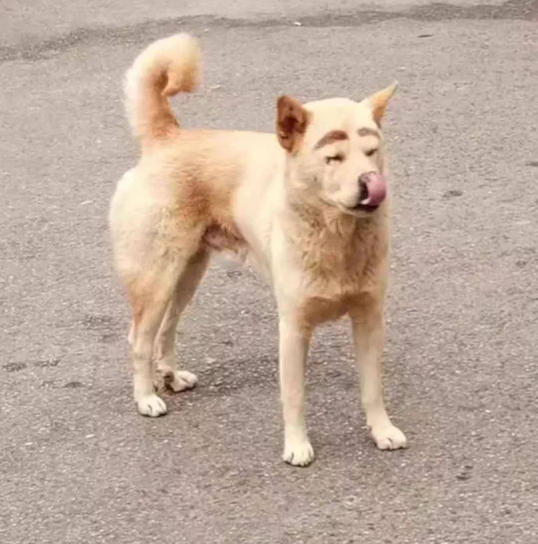 "我凭自己本事长的眉毛,你们都笑个啥!