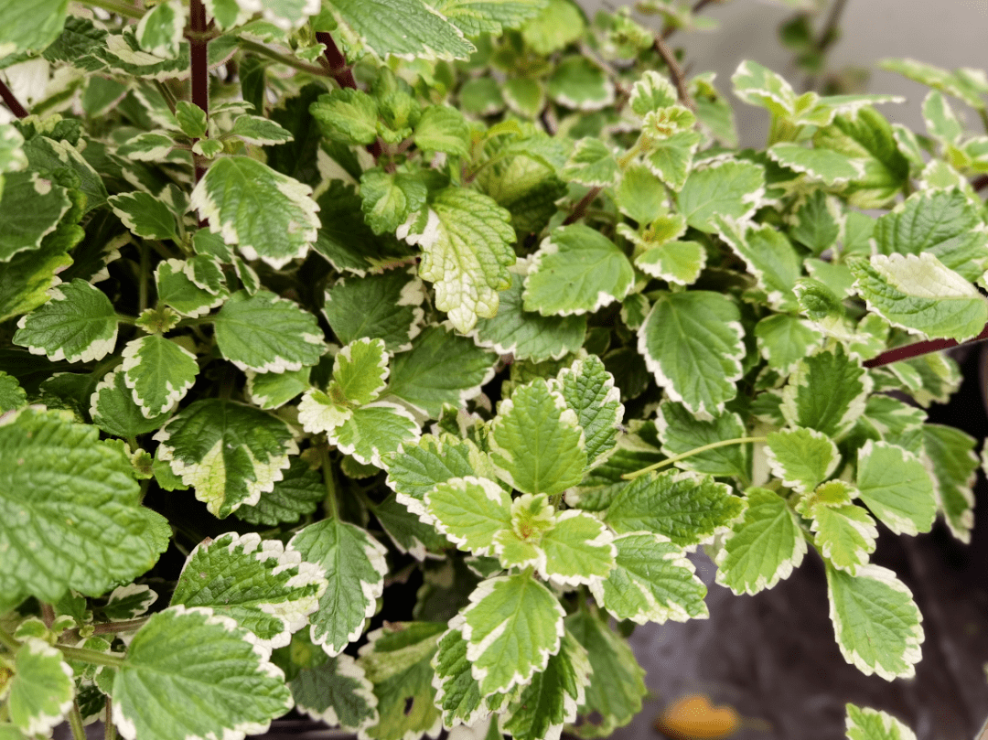 尽享夏日芬芳!2020共青森林公园芳香植物展开幕