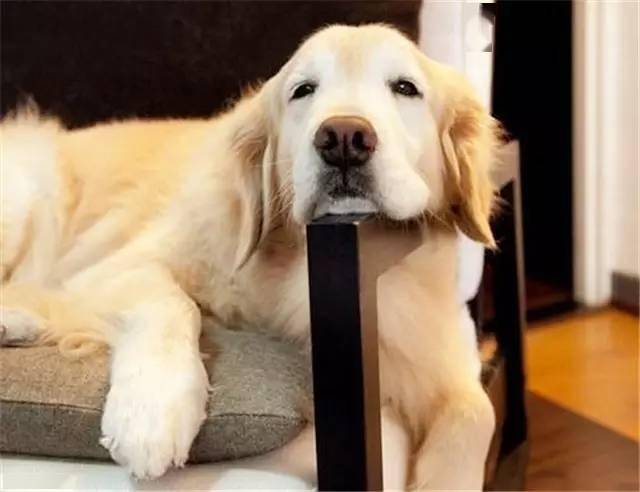 拉布拉多已经懒到了最高境界铲屎官表示累挂了