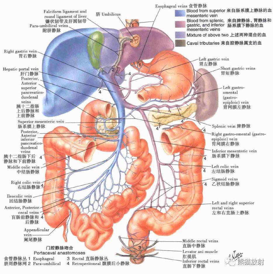 肝脏的静脉系统解剖图图片