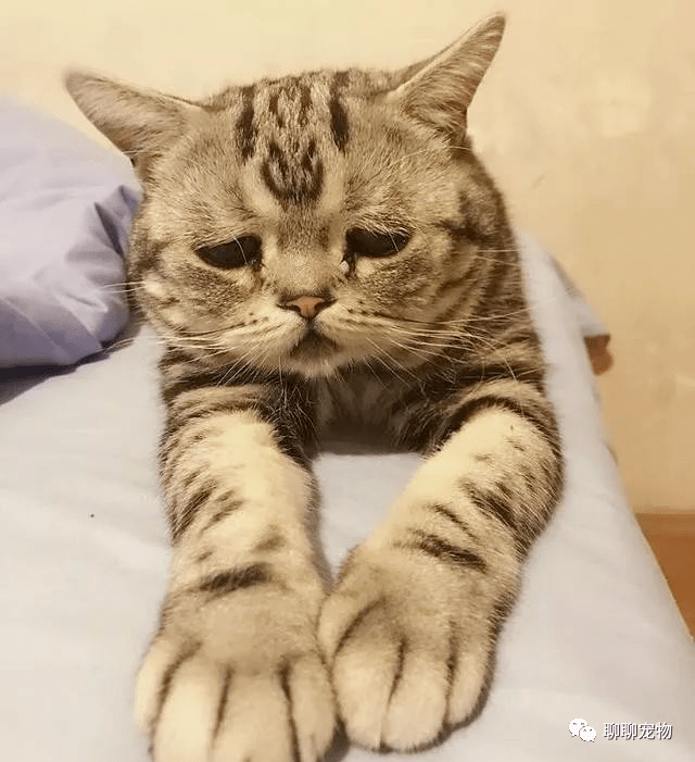 这可能是世界上最伤心的猫了看着心疼呢