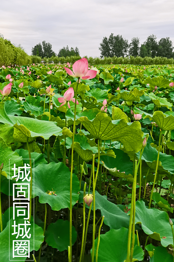 城固这里的千亩荷花陆续绽放,快来赏花!_手机搜狐网