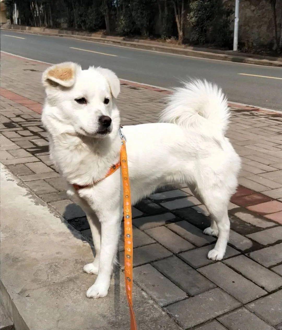 中华田园犬可爱不问出身