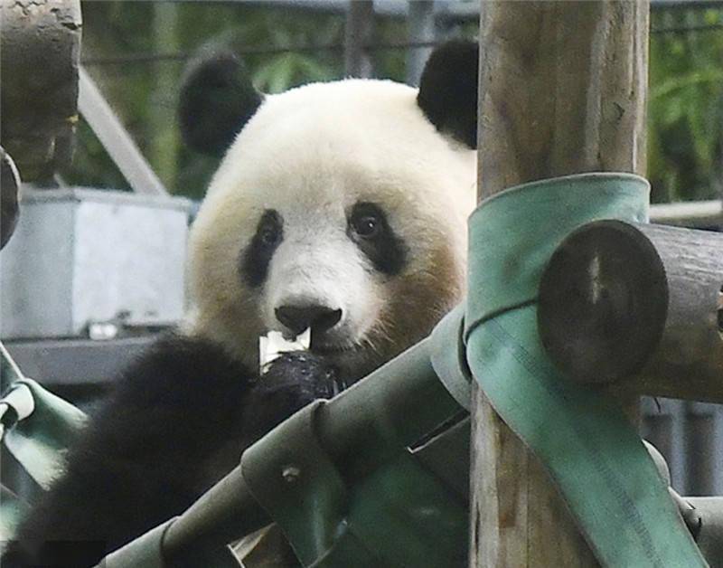 日本上野動物園開放大熊貓香香亮相吃竹子萌態百出