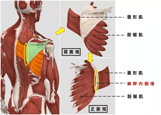 【医文医话】康复科:肩胛骨内侧疼痛 试试这些改善方法