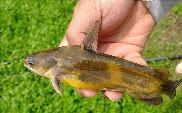 不是跟你吹,黄颡鱼要是这么钓,有多少能钓多少,根本停不下来!