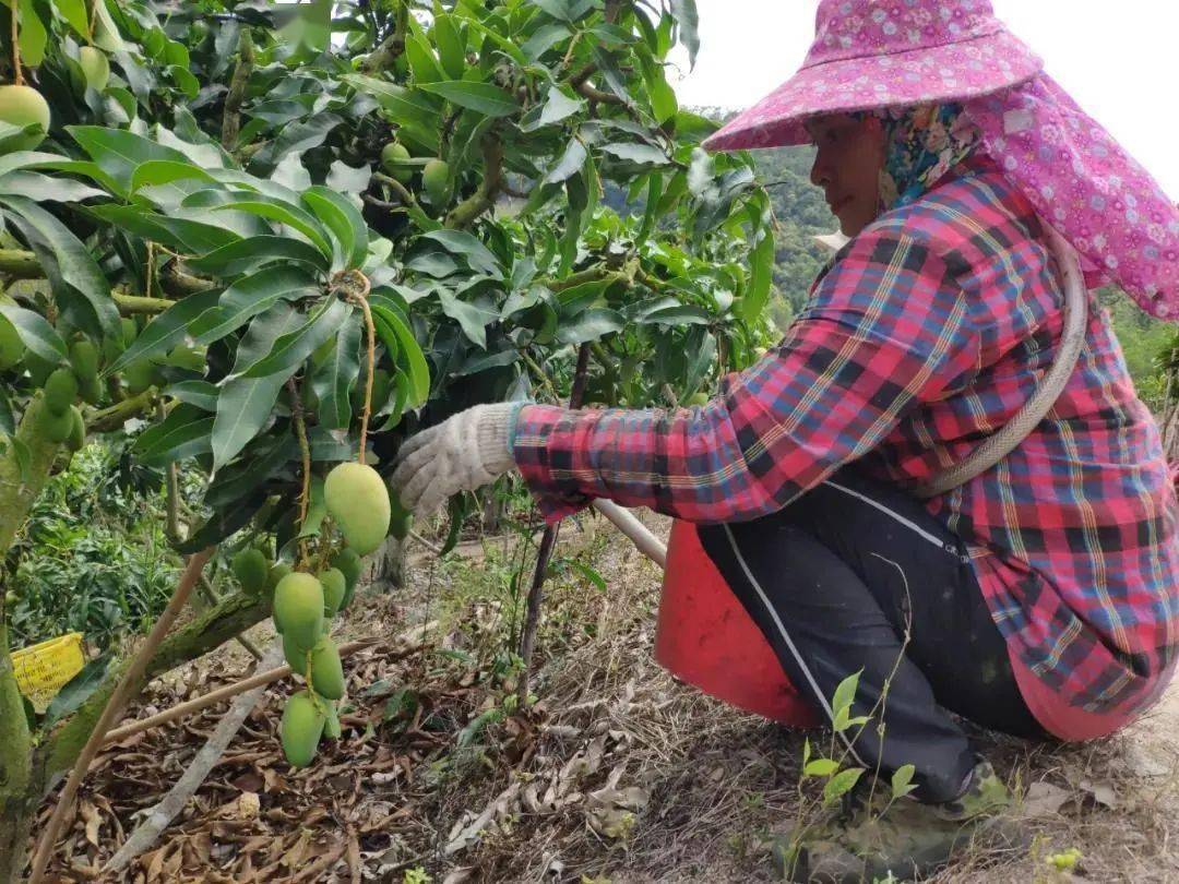 种植方法,精耕细作,不使用催化剂,膨大剂,施农家肥,让芒果自然生长