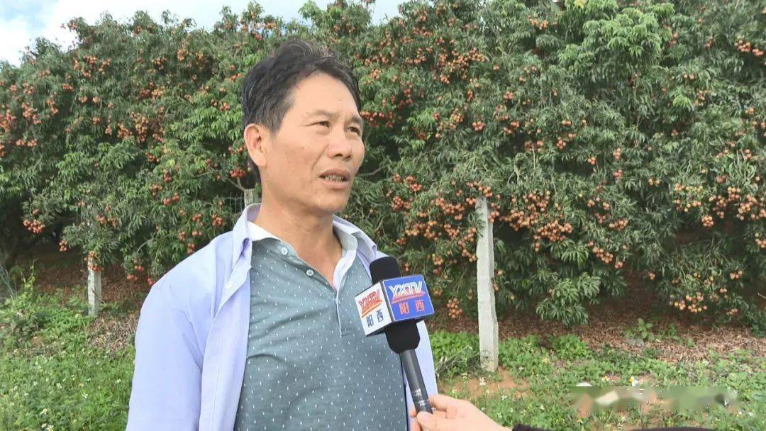 阳西上洋:玉荷包荔枝丰产畅销价格好