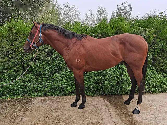 优质国产纯血马出售_澳洲