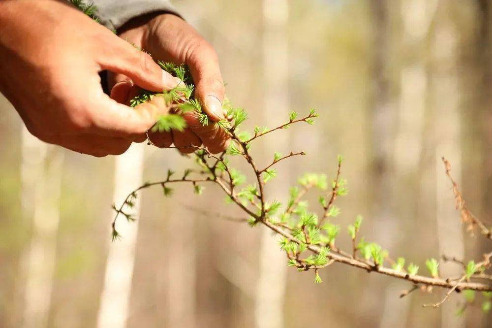 落叶松嫩芽纯露:可以喝的纯露