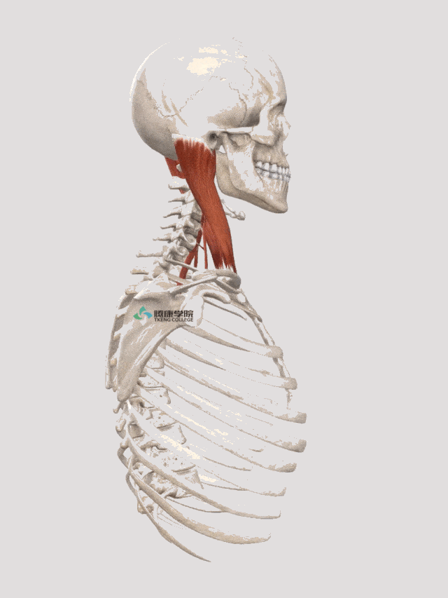 胸锁关节的相关肌肉图片