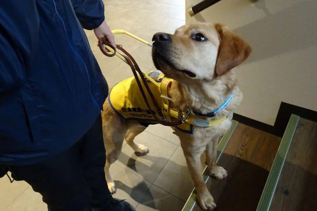 在日本一般用什么语言来命令辅助犬?