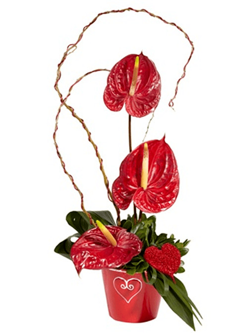 【如兰分享】插花欣赏:红掌(2)