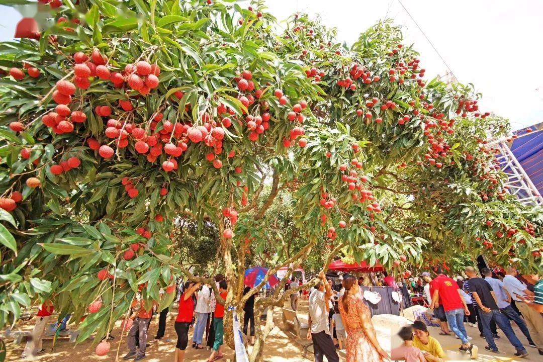 【雷岭荔枝熟了】亲子采摘乐趣多 游客欢乐还助农_果园