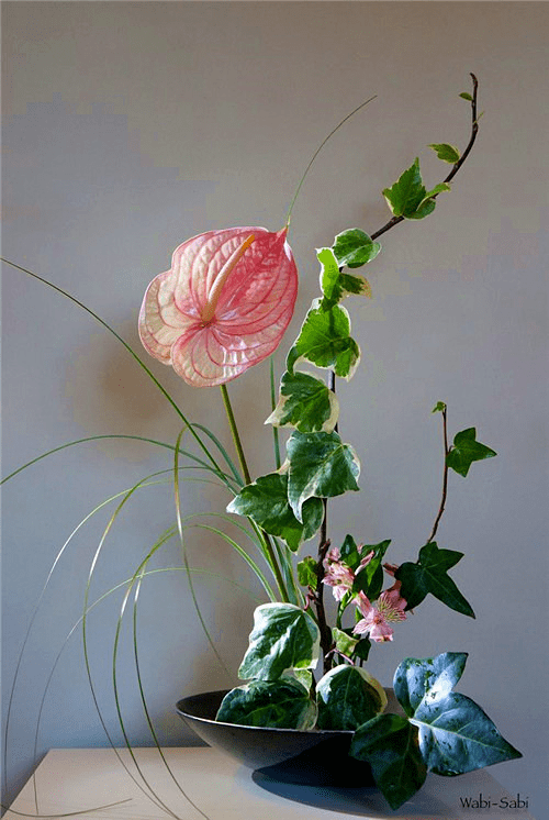 如兰分享插花欣赏红掌2