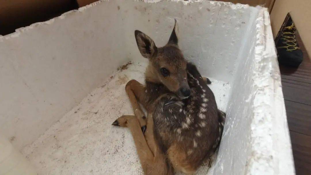 《决定》精神 保护野生动物资源】村民采山意外救助一只野生孢子幼崽
