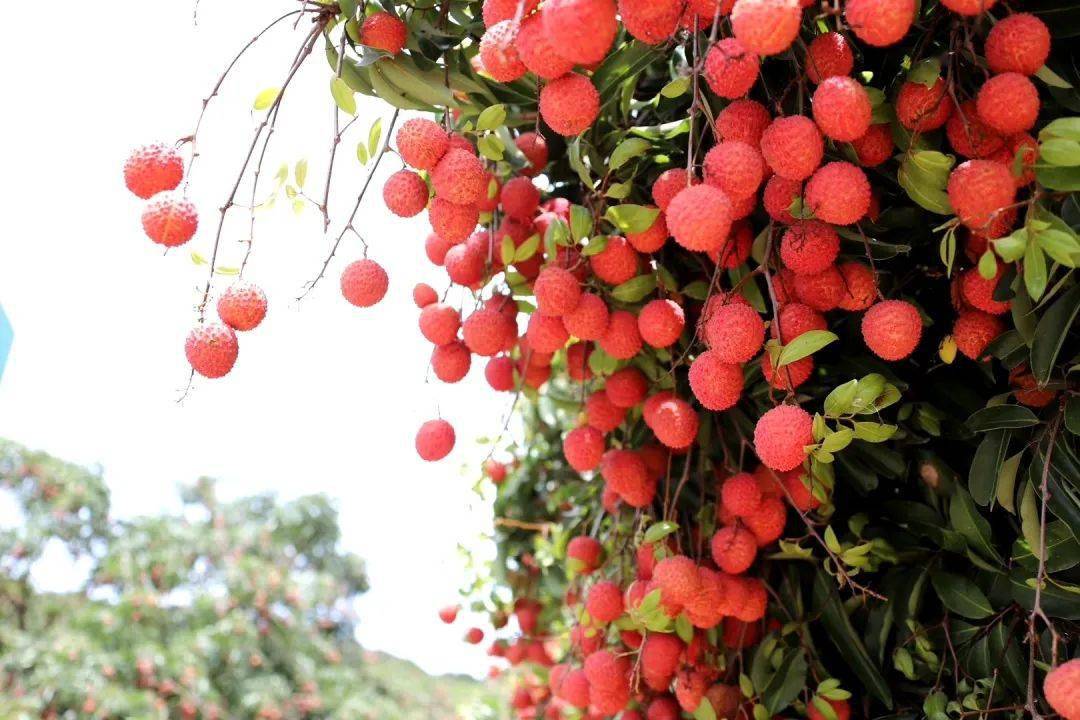 【雷岭荔枝熟了】亲子采摘乐趣多 游客欢乐还助农_果园
