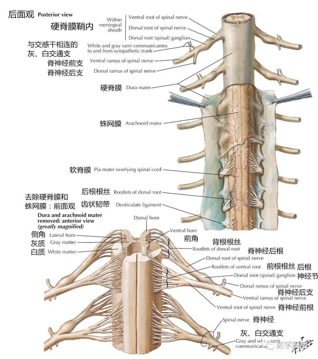 高清解剖图谱 | 脊神经详细解剖