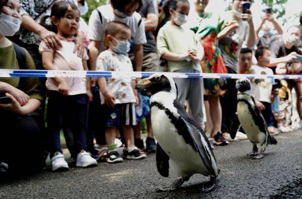 6月26日,上海动物园的企鹅在游客面前漫步