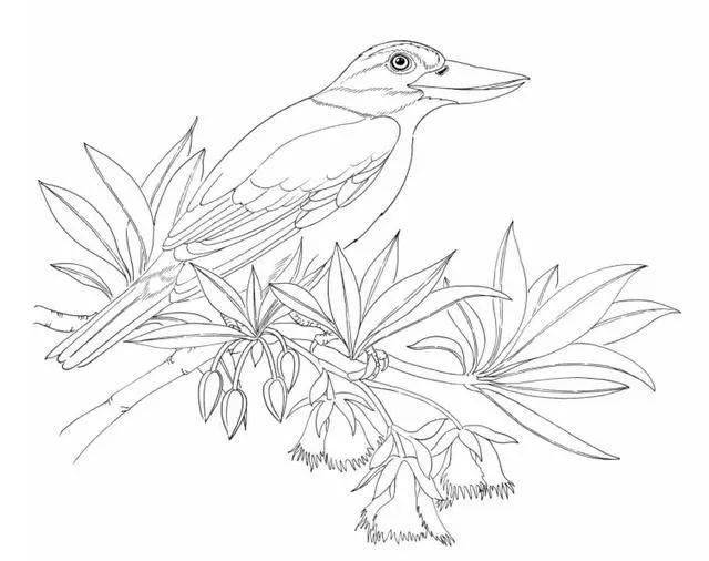 素材100种鸟类的线描稿