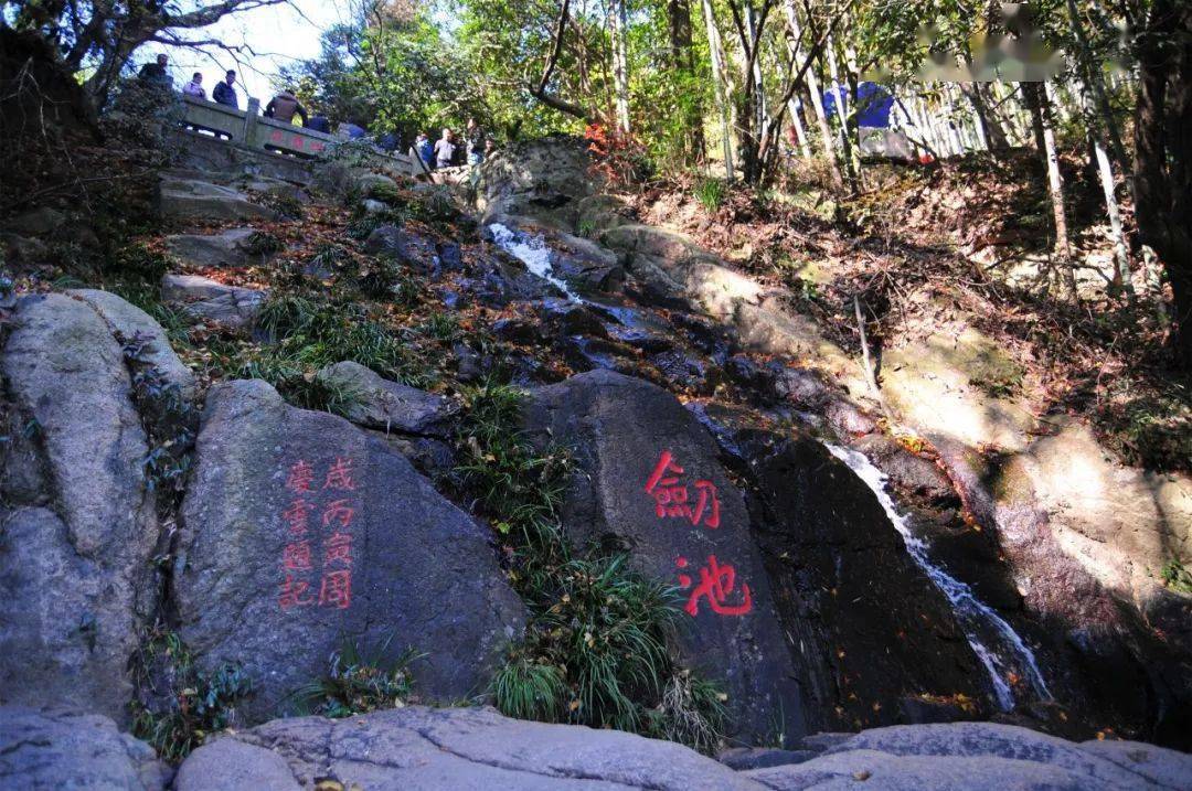 坐高铁来这里,赏绿水青山,品纯正白茶