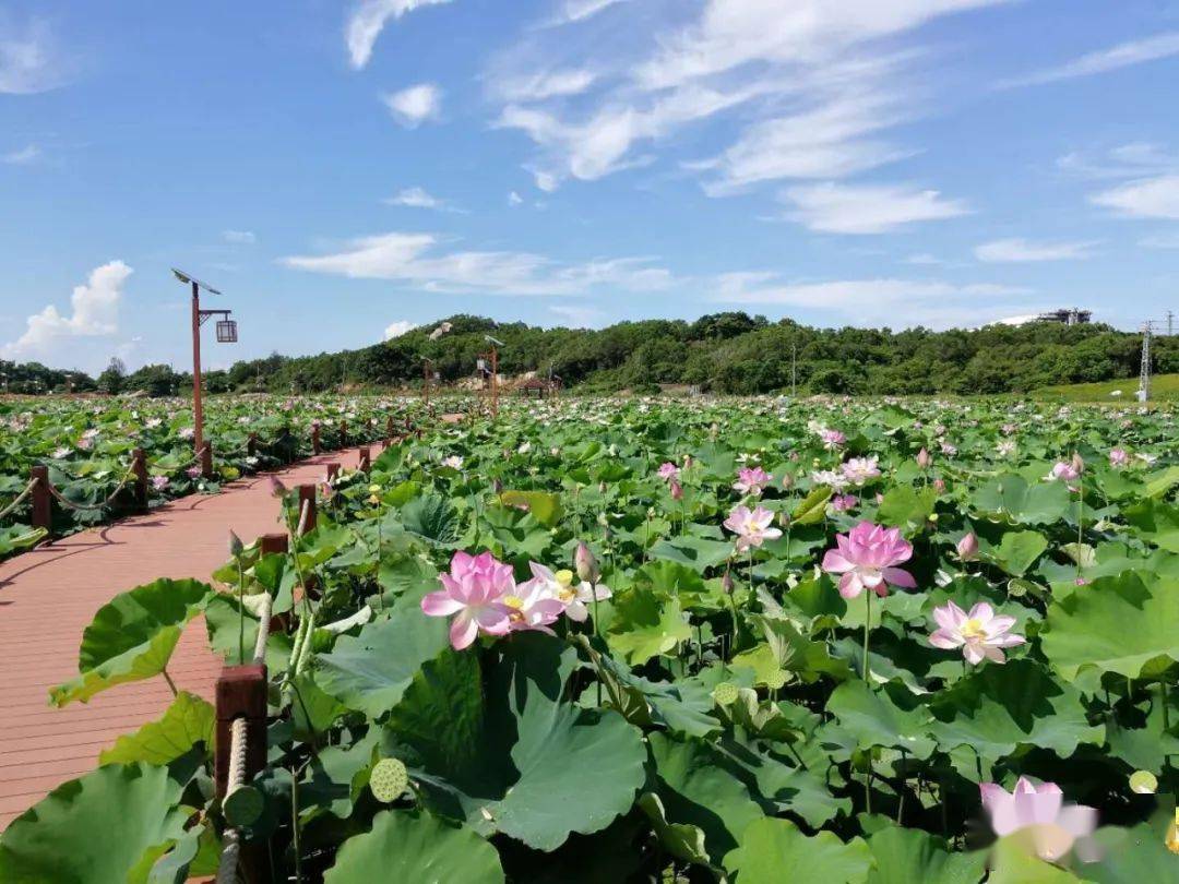 惠来沟疏湿地公园图片