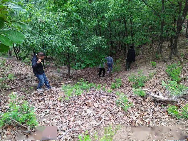 農村成立合作社,6萬畝山上養大型野生動物,帶動全村人致富