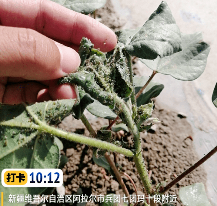 棉花蚜虫一遍接一遍的打为什么还是打不下去