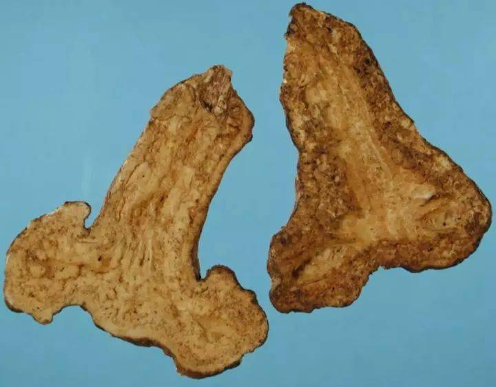 每日一味中药白术