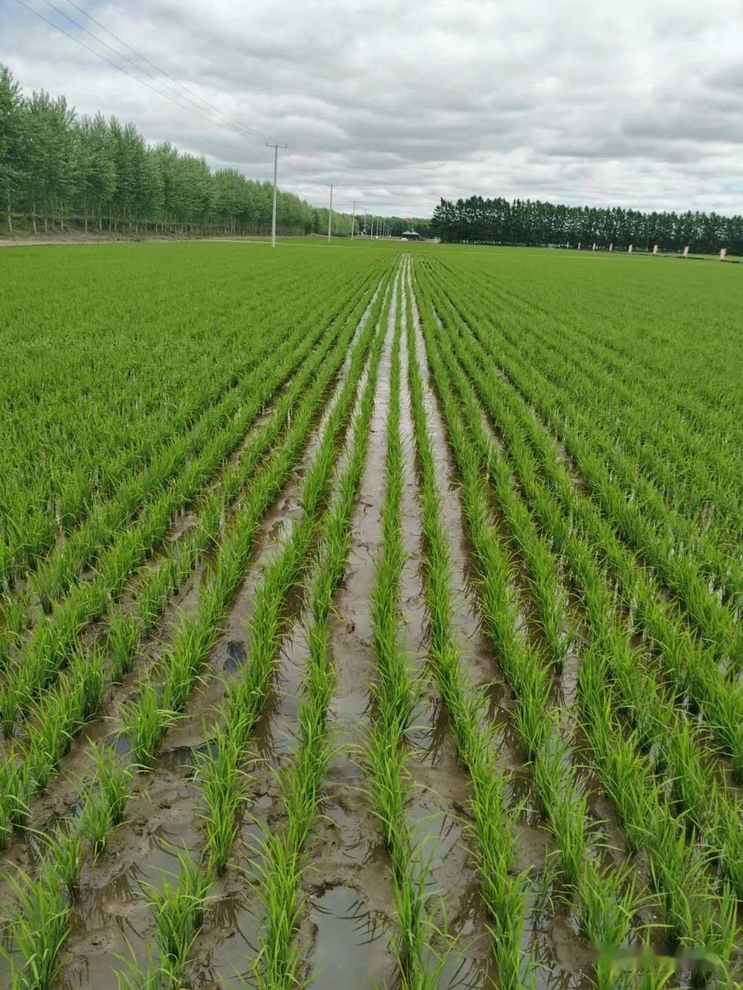 浓江农场开展引智合作助推农业现代化