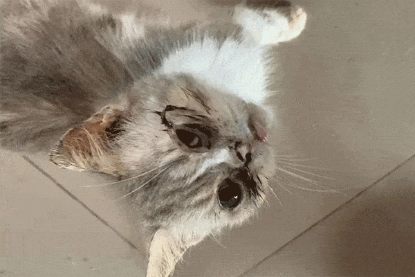 猫叔,可是事与愿违,这并不是科学的养猫博主,这是血淋淋的虐猫达人呐!