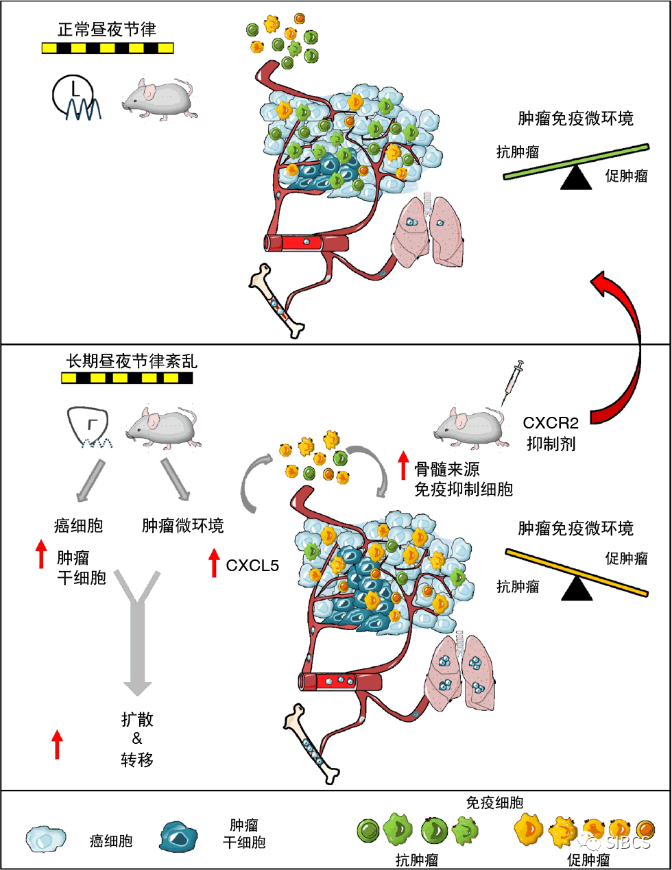 长期昼夜节律紊乱可以引起乳腺癌转移