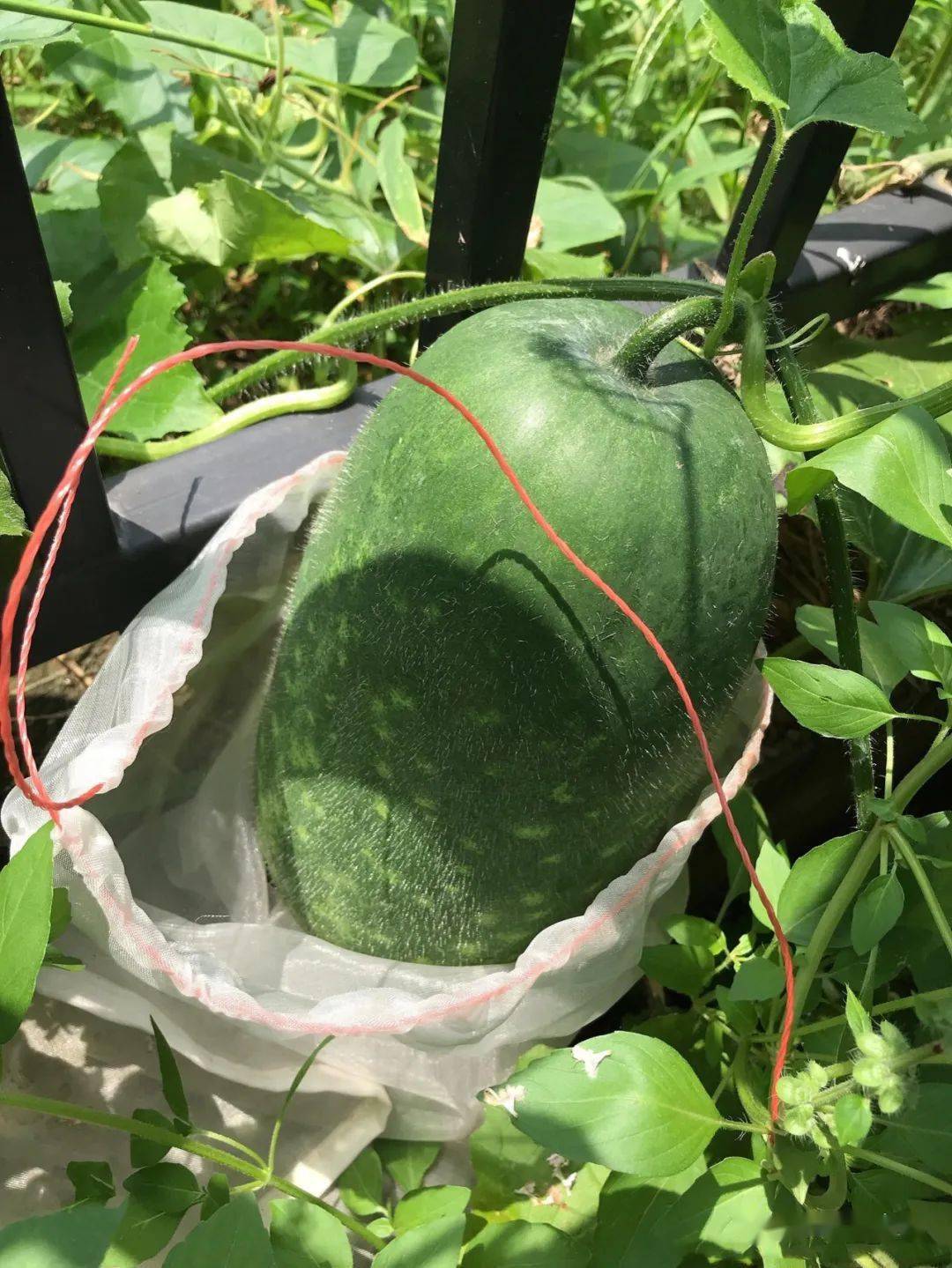 夏季就要多吃4种瓜,祛湿解暑,一年身体少生病