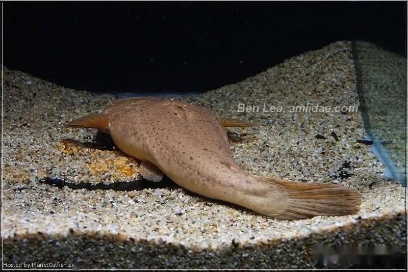 每天认识一种南美鱼79帝王鲸