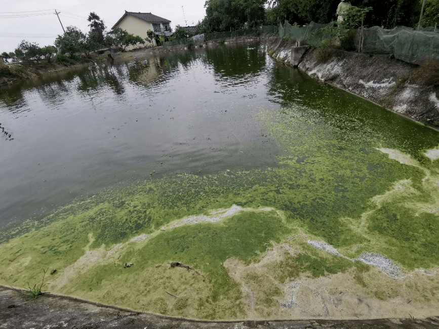 高温倒藻危害多做好这两步可有效处理