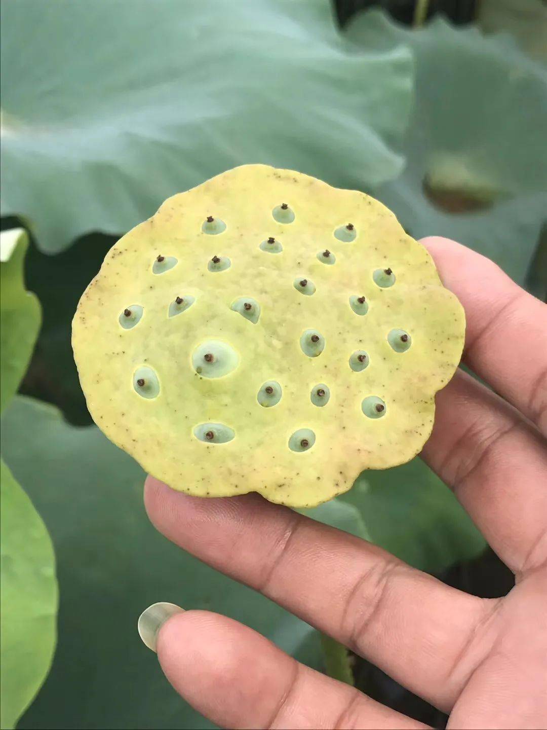 莲子成熟别样美!博罗三嘉村开辟致富新路子